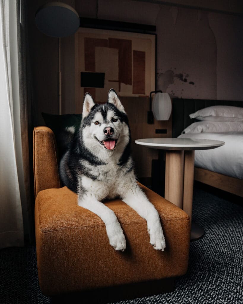 Kimpton Hotel Theta Review | King Suite Dog Friendly Hotel in New York City