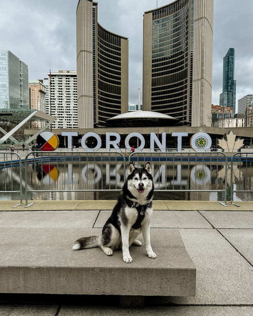 Dog Friendly Toronto Nathan Phillips Square – The Toronto Sign