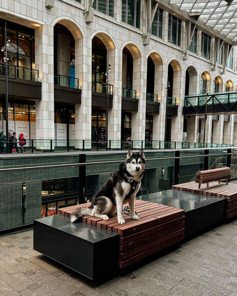 The Well Toronto Dog Friendly Mall