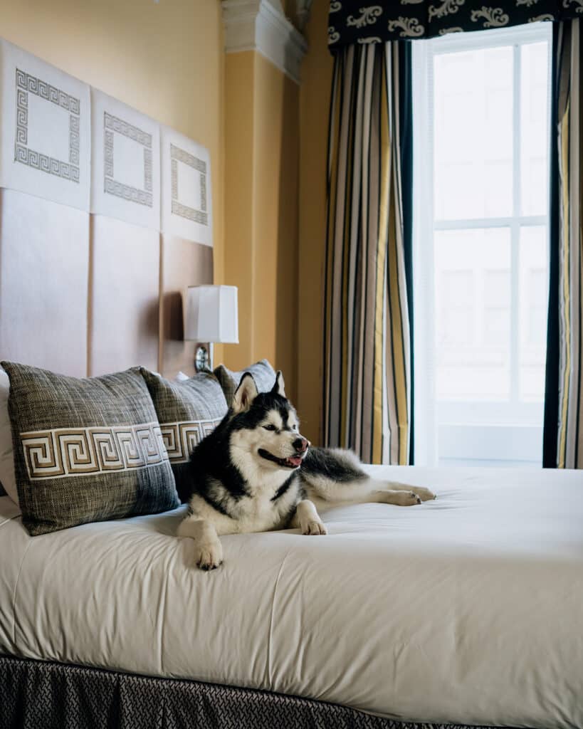 Dog-Friendly Hotel in Washington, D.C. Kimpton Monaco D.C. Robert Mills Suite