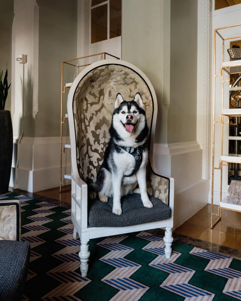 Siberian Husky lounges in the lobby of Kimpton Monaco, D.C. Dog-Friendly Hotels in Washington, DC. 