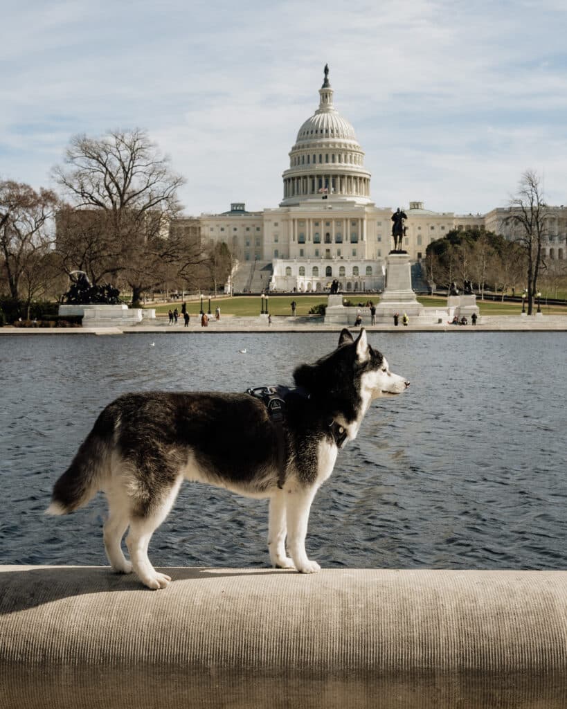 Dog-Friendly Things to Do in Washington D.C. Capitol Hill.