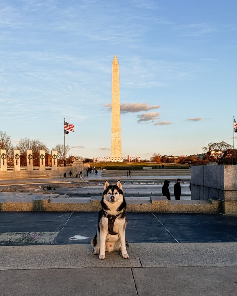 Dog-Friendly Things to Do in Washington D.C. National Monument.