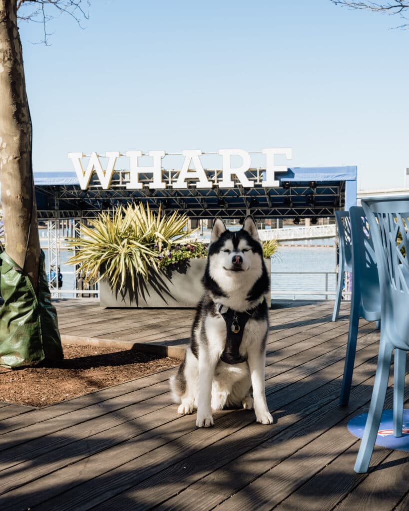 Dog-Friendly Things to Do in Washington D.C. The Wharf.