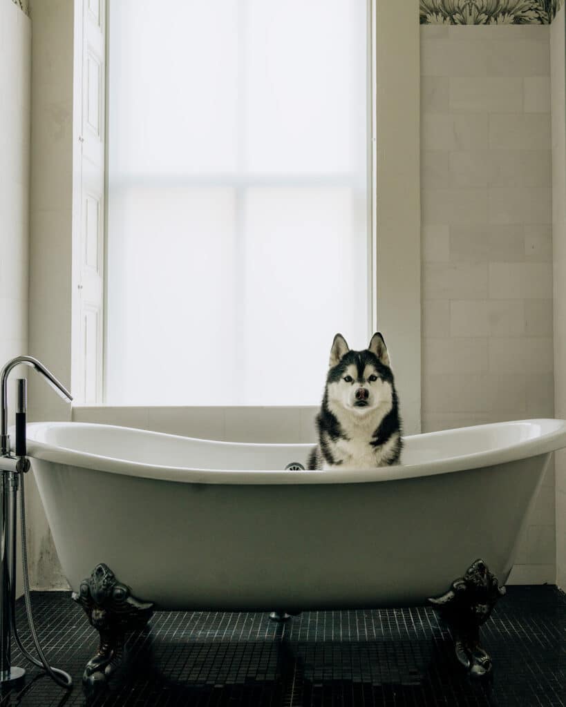 Dog-Friendly Hotel in Washington, D.C. Kimpton Monaco D.C. Robert Mills Suite Bear Claw Soaking Tub.