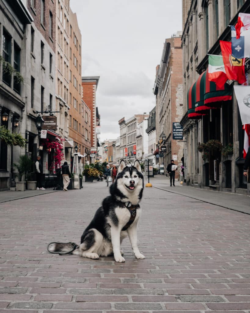 dog friendly old montreal