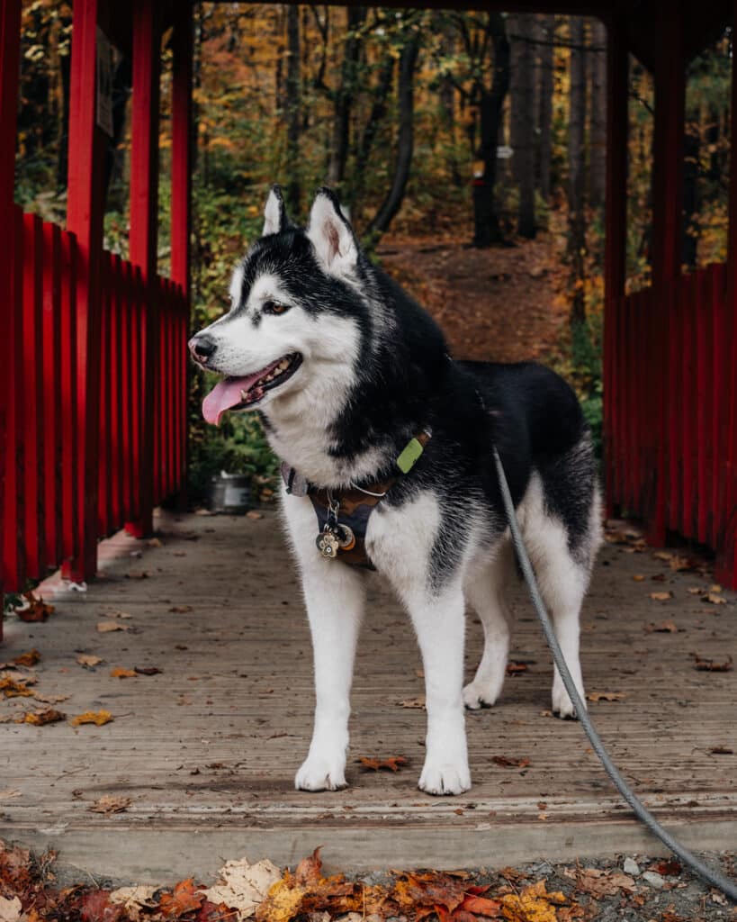 Dog Friendly Vermont Sugarbush Farm