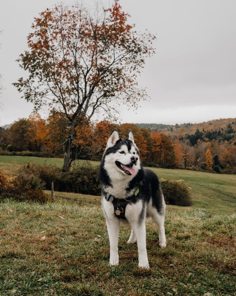 Dog Friendly Vermont Sugarbush Farm