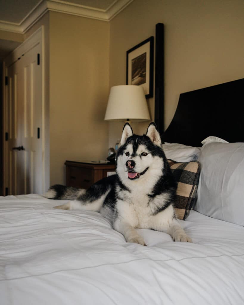 Dog friendly Vermont Hotel Kimpton Taconic Manchester Hotel