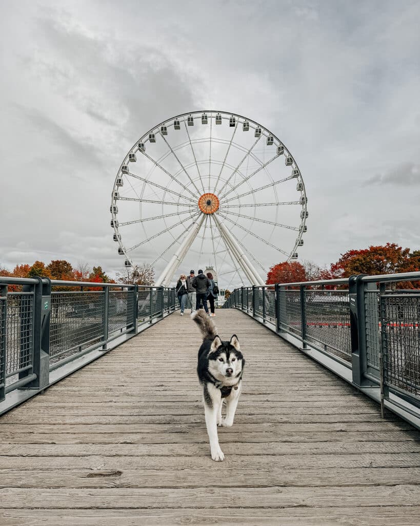 dog friendly montreal