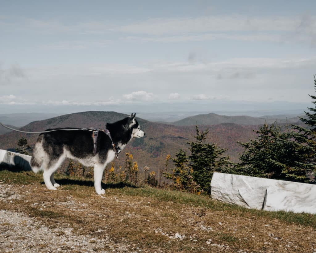 Dog Friendly Vermont, Manchester Mount Equinox Skyline Drive