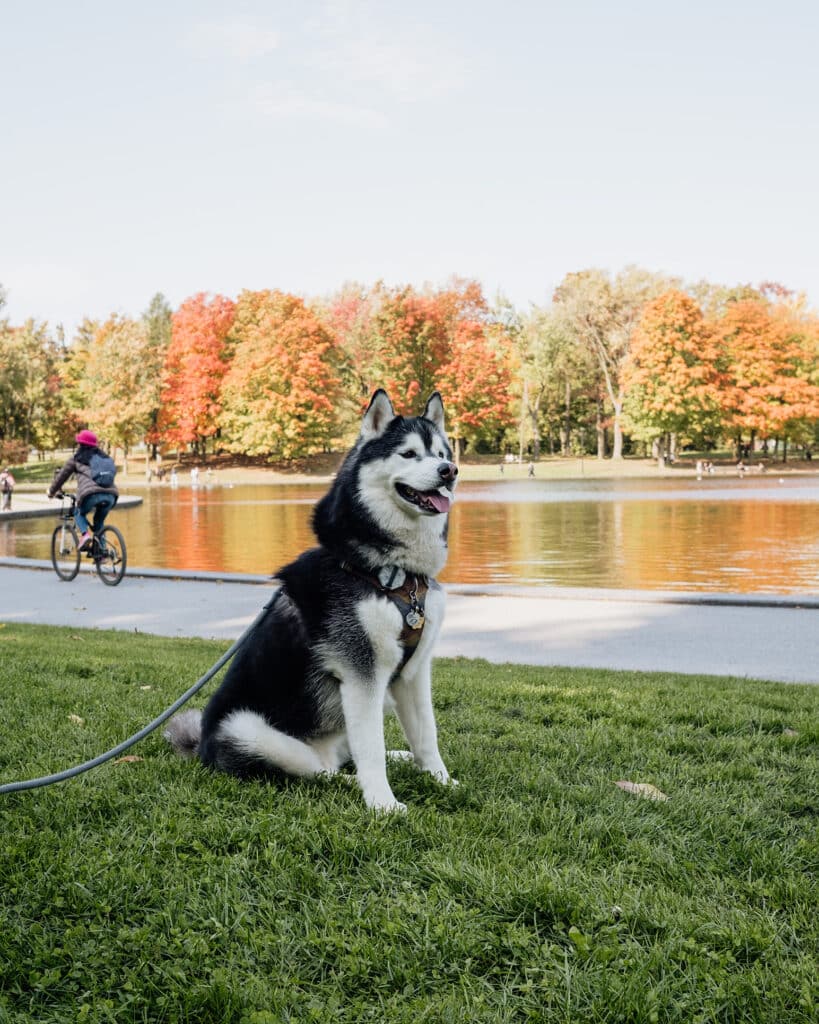 Mount Royal Park, Dog Friendly Montreal, Things to do in Montreal