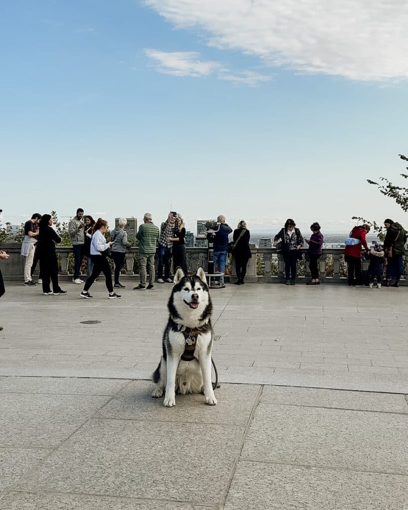 Mount Royal Park, Dog Friendly Montreal, Things to do in Montreal