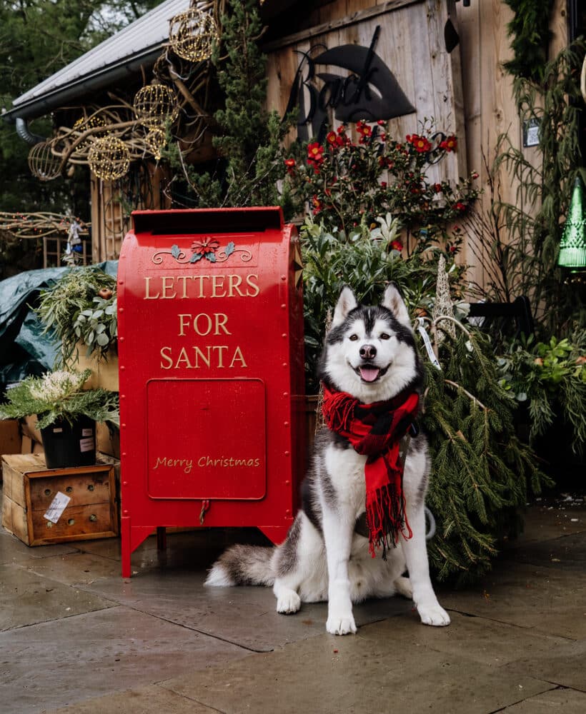 Pet holiday gift guide