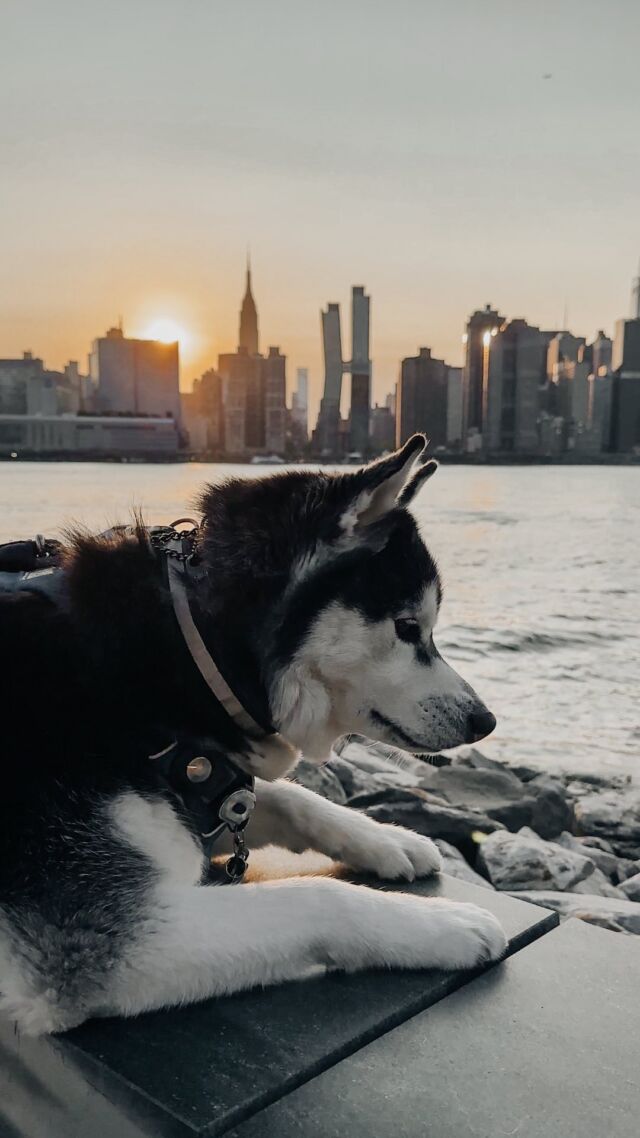 can huskies live in a apartment